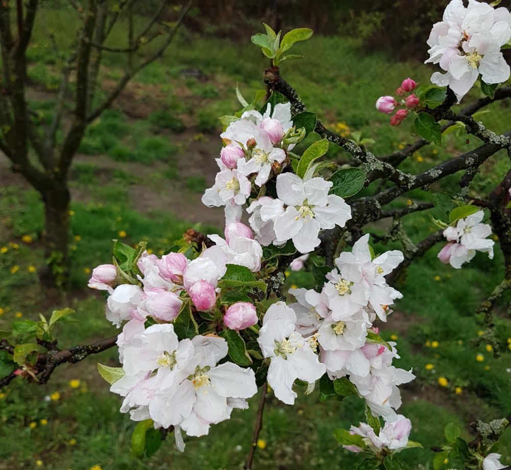 Kwiat jabloni